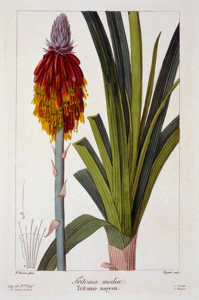 Kniphofia, 1836 da Pancrace Bessa